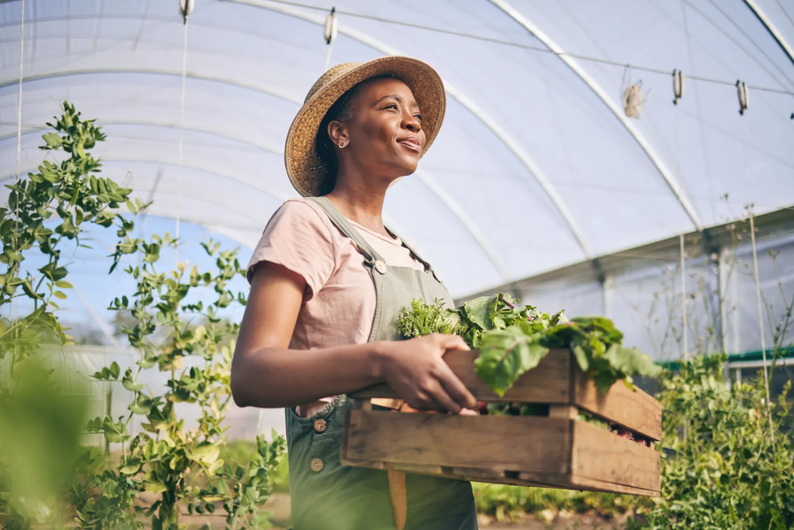 Farmer harvesting vegetables in a greenhouse